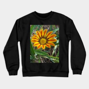 Orange African Daisy Osteospermum Flower Crewneck Sweatshirt